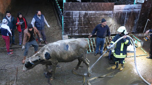 Kuyuya düşen ineği kurtarma operasyonu