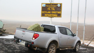 Şanlıurfada ceylanlar için yem bırakıldı