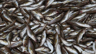 Soğuk hava dalgası balık tezgahlarını da etkileyecek