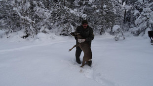 Yaralı karaca tedavi edildi