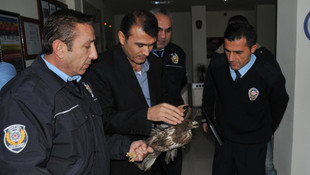 Yaralı şahine polis şefkati