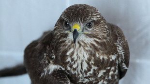 Yaralı şahinler tedavi ediliyor