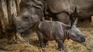 Yavru gergedan hayranlarıyla buluşmayı bekliyor