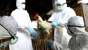 Tayvanda kuş gribi virüsü görüldü