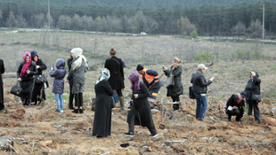 2016 Çınar Yılı etkinliği