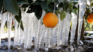 Kars, Erzincan ve Iğdır için zirai don uyarısı yapıldı!