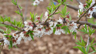 Adıyaman'da bademleri don vurdu