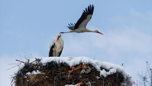 Baharı bekleyen leyleklere kar sürprizi