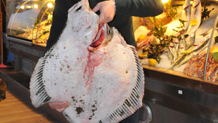 Balıkçıların ağına 11 kilogramlık kalkan takıldı