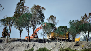 Bodrum'da kuruyan ağaçları boyayarak yeşillendirmeye çalıştılar