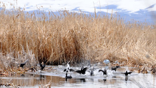 Erzurum Ovası kuş cenneti gibi