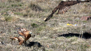 Eskişehir'de yaralı bulunan 4 kızıl şahin tedavi edildi
