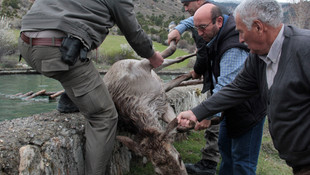 Havuza düşen gebe geyik kurtarıldı