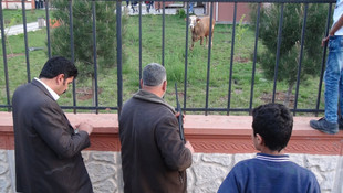 Kesimden kaçan dana adliye bahçesine girdi
