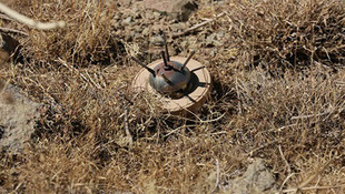 DAEŞten geri alınan Tedmur ilçesi mayından temizleniyor