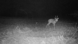 Osmaniye'de yaban hayatı fotokapanlarla izleniyor