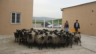 Siirt Üniversitesi Ukrayna'dan koyun ithal etti