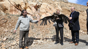 Tedavi edilen kartallar doğaya salındı