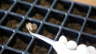 Terminatör böcekler göreve hazır