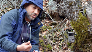 Türkiye'nin vaşak popülasyonu araştırılacak