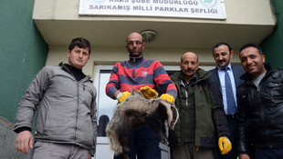 Yaralı porsuk koruma altına alındı