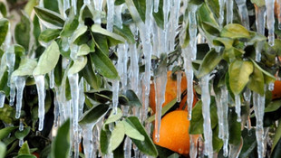 Meteoroloji bugün ve yarın için zirai don uyarısında bulundu