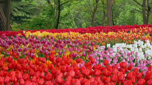 İstanbul yeniden lalelerle buluşuyor