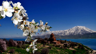 Akdamar Adası çiçek açtı