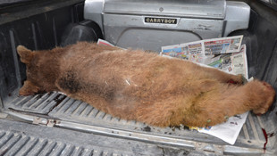 Aracın çarptığı ayı yavrusu telef oldu