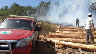 Aydın'da orman yangını