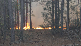 Balıkesirde orman yangını