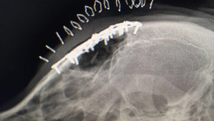 Barınakta darbedilen köpek, İÜ'de tedavi edildi