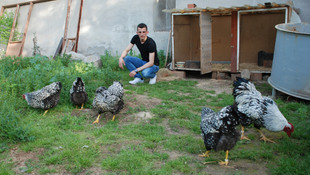 Dana fiyatına tavuk satın aldı