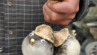 Denizlerde zehir evlerde süs