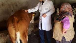 Dere yatağına düşen inek vinçle kurtarıldı