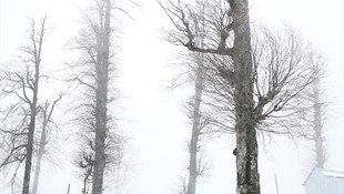 Sakaryanın Dikmen Yaylası beyaza büründü