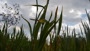 Edirne'de buğdaydaki pas hastalığı