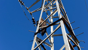 Elektrik tellerine çarpan Şahin telef oldu
