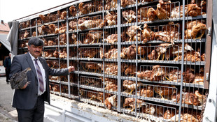 Eskişehir'de çiftçilere tavuk ve hindi dağıtıldı