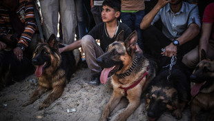 Gazze'de köpek sergisi