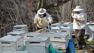 Hakkari'de arıcıların bahar mesaisi