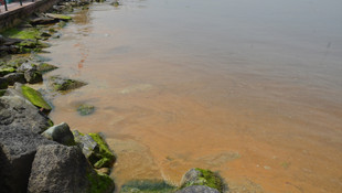 İzmit Körfezi'nde alg patlaması