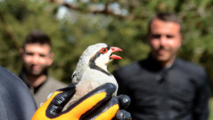 Kaçak avlanan keklikler doğaya bırakıldı