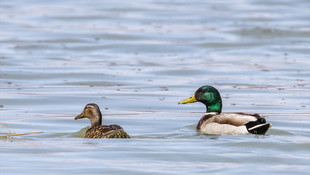 Karın erimesi Erçek Gölü'nde kuşların beslenme alanını genişletti