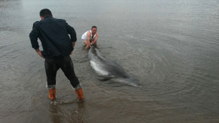 Kocaelide yunus kurtarma operasyonu