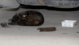 Kayseri'de kedi kurtarma operasyonu