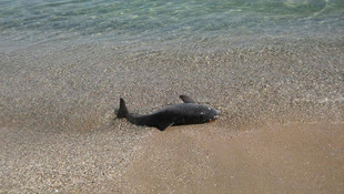 Kırklareli'de ölü yunuslar karaya vurdu