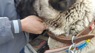 Kütahyada köpek dövüştüren 5 kişiye 23 bin lira ceza verildi