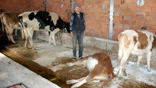 Kütahya'da küçükbaş hayvan ölümleri