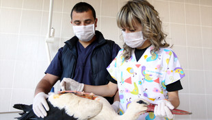 Samsunda leyleğe platin takıldı